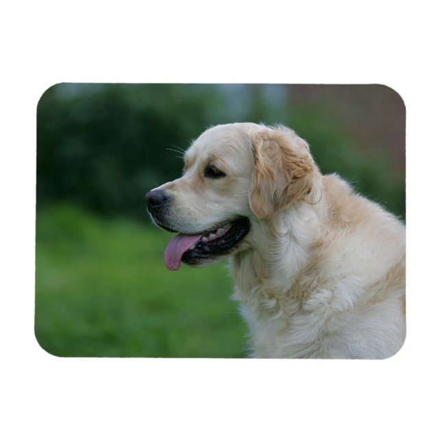 Golden Retriever Headshot 2 2 Magnet (Horizontal)