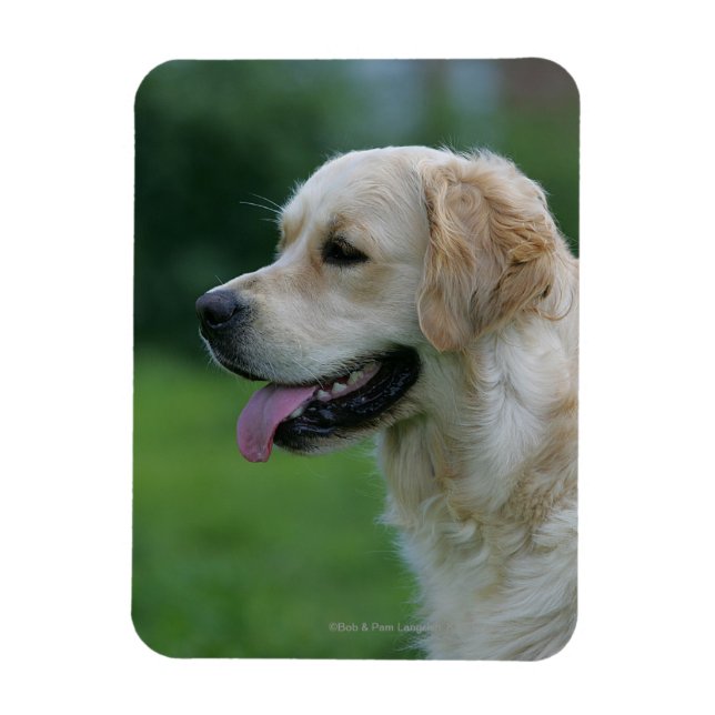 Golden Retriever Headshot 2 2 Magnet (Vertical)