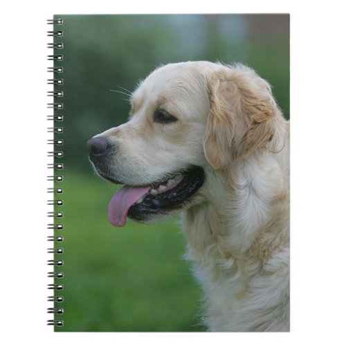 Golden Retriever Headshot 2 2 Notebook