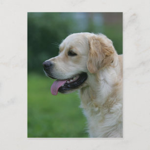 Golden Retriever Headshot 2 2 Postcard