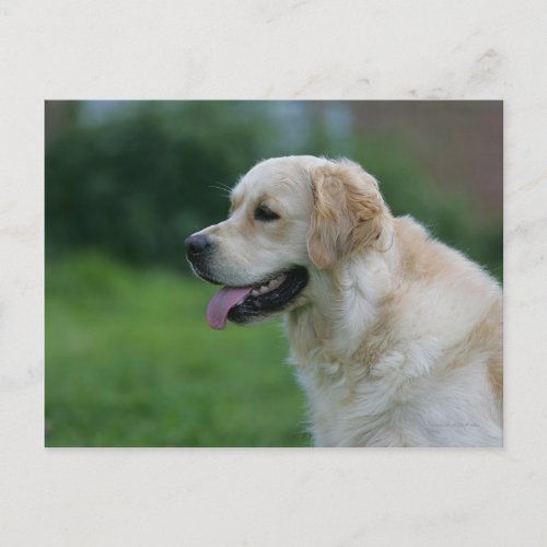 Golden Retriever Headshot 2 2 Postcard