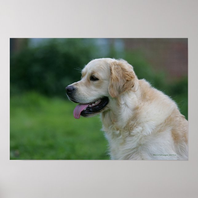 Golden Retriever Headshot 2 2 Poster (Front)