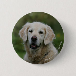 Golden Retriever Headshot 2 Button