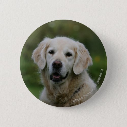 Golden Retriever Headshot 2 Button