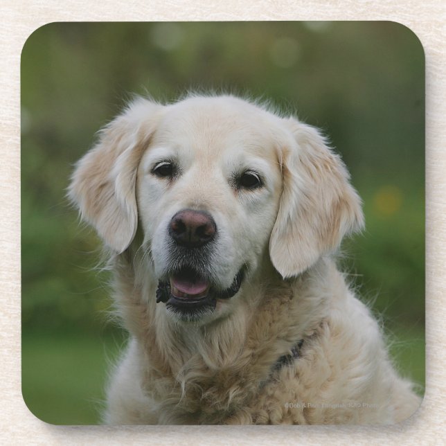 Golden Retriever Headshot 2 Drink Coaster (Front)