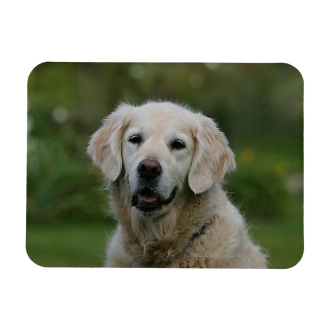 Golden Retriever Headshot 2 Magnet (Horizontal)