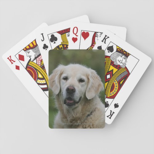 Golden Retriever Headshot 2 Playing Cards