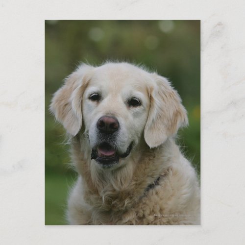 Golden Retriever Headshot 2 Postcard