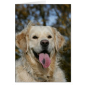 Golden Retriever Headshot 3 (Front)