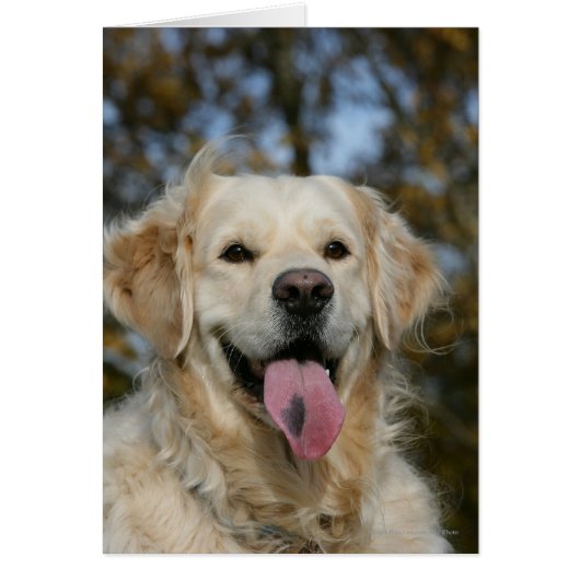 Golden Retriever Headshot 3 Cards (Front)