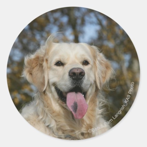 Golden Retriever Headshot 3 Classic Round Sticker