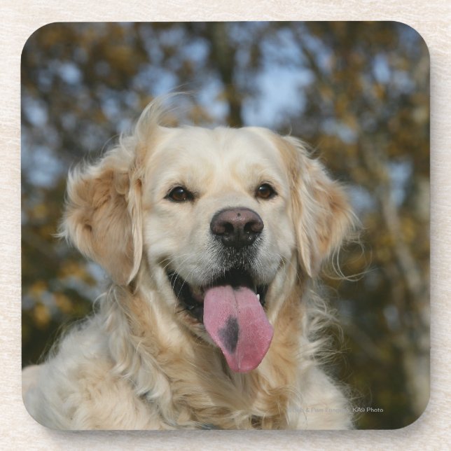 Golden Retriever Headshot 3 Coaster (Front)