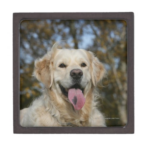 Golden Retriever Headshot 3 Gift Box