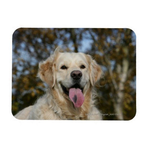 Golden Retriever Headshot 3 Magnet