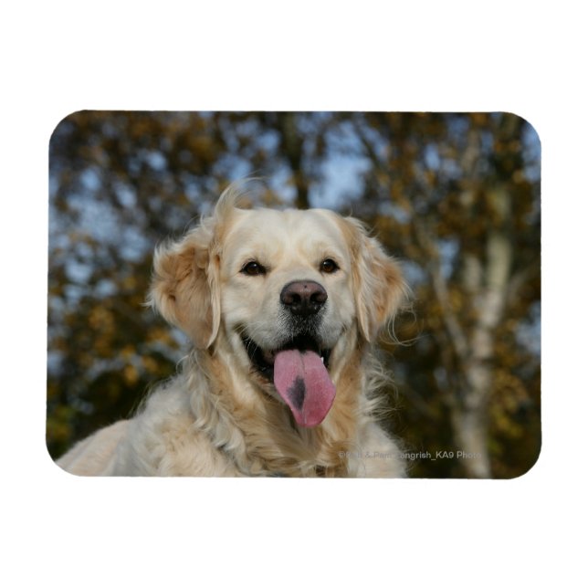 Golden Retriever Headshot 3 Magnet (Horizontal)
