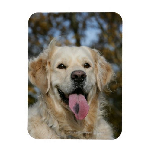 Golden Retriever Headshot 3 Magnet