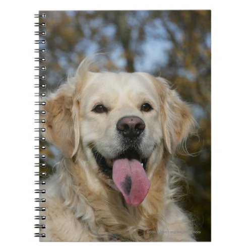Golden Retriever Headshot 3 Notebook