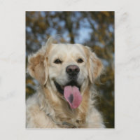 Golden Retriever Headshot 3