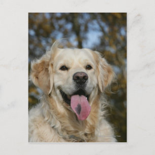 Golden Retriever Headshot 3 Postcard
