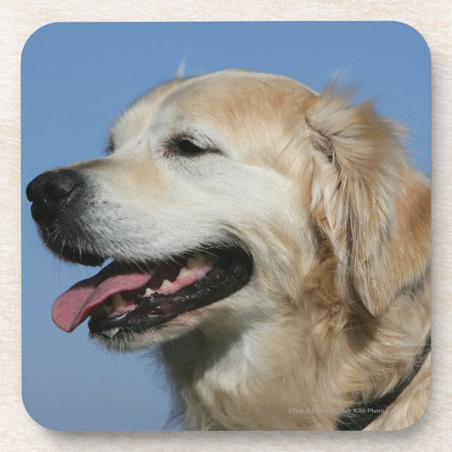Golden Retriever Headshot 4 Beverage Coaster (Front)