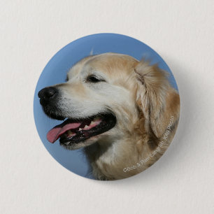 Golden Retriever Headshot 4 Button