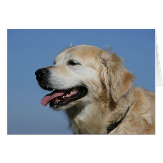 Golden Retriever Headshot 4 Cards (Front Horizontal)