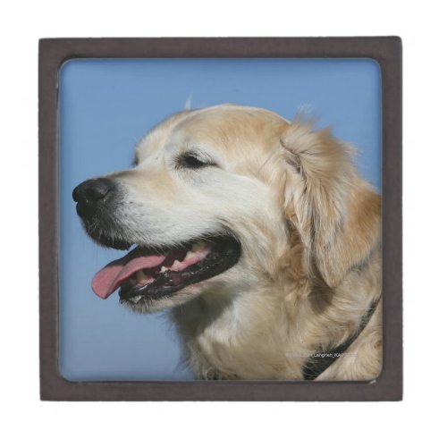 Golden Retriever Headshot 4 Gift Box