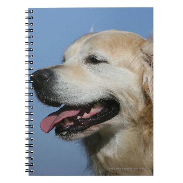 Golden Retriever Headshot 4 Notebook (Front)