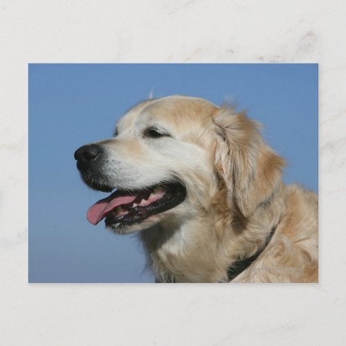 Golden Retriever Headshot 4 Postcard