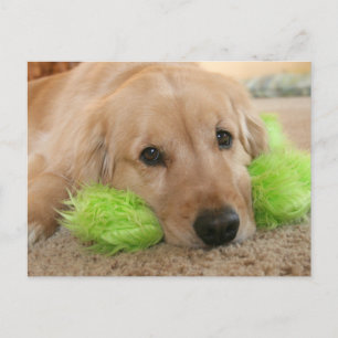 Golden Retriever Heard You Were Sick Get Well Postcard