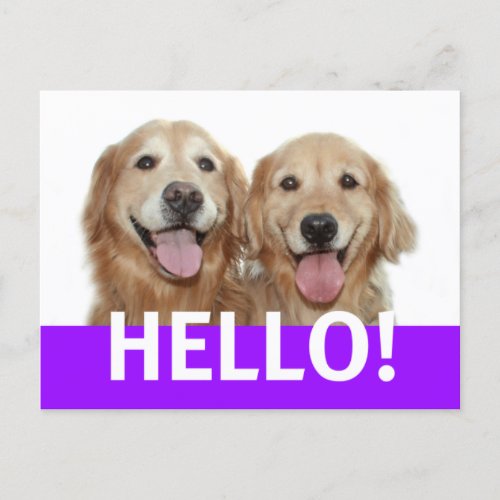 Golden Retriever Hello Postcard