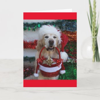 Golden Retriever Holding A Christmas Basket Holiday Card by CullyBearDesigns at Zazzle