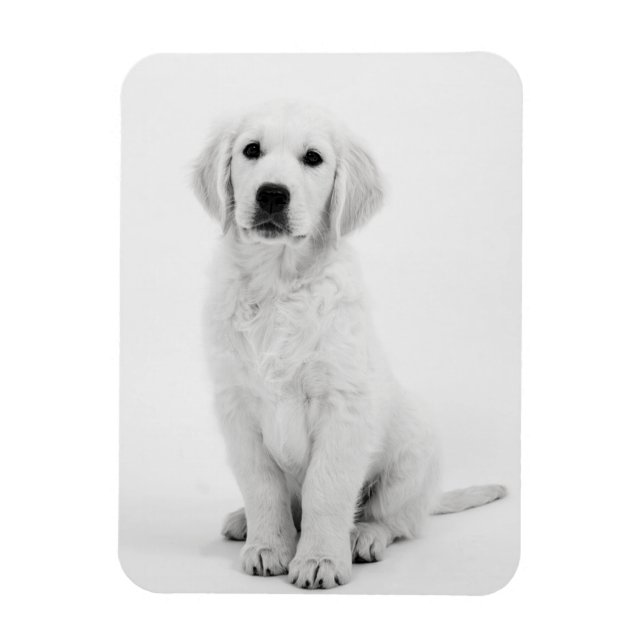 Golden Retriever i Magnet (Vertical)