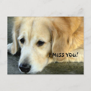 Golden Retriever/ I Miss You Postcard
