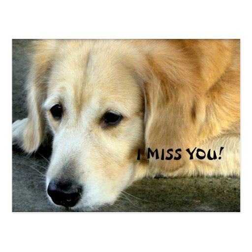 Golden Retriever/ I Miss You Postcard | Zazzle