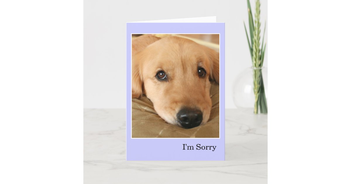 Golden Retriever I'm Sorry Apology Card | Zazzle