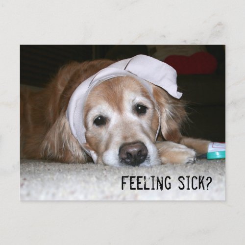 Golden Retriever in Bandages Get Well Soon Postcard