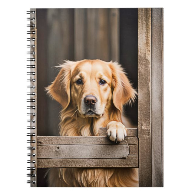 Golden Retriever In Barn Window Notebook (Front)