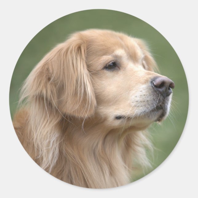 Golden Retriever in Closeup Classic Round Sticker (Front)