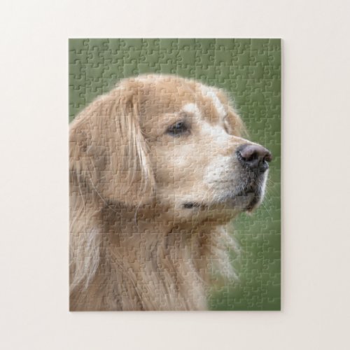 Golden Retriever in Closeup Jigsaw Puzzle