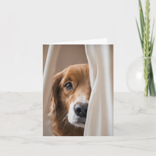 Golden Retriever In Curtain Note Card