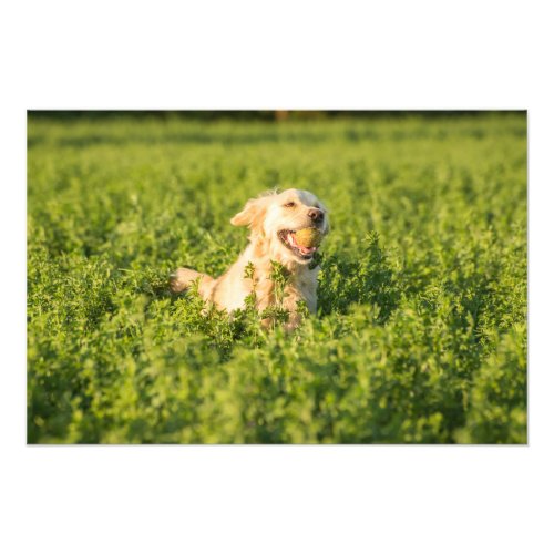Golden Retriever in Fields Photo Print