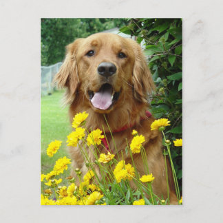 Golden Retriever in flowers Postcard