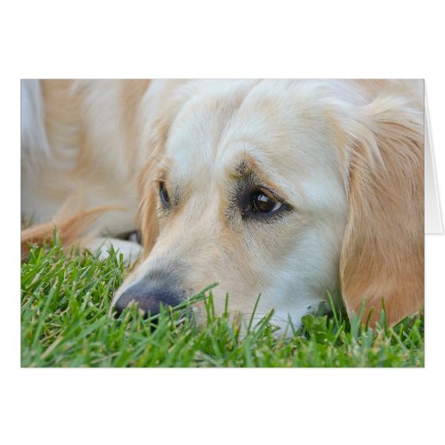 Golden Retriever in grass