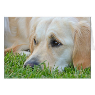 Golden Retriever in grass Cards
