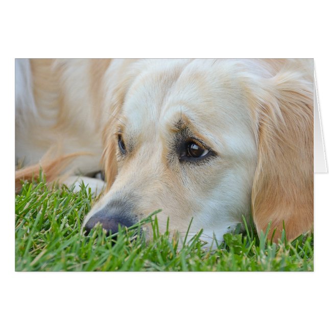 Golden Retriever in grass Cards (Front Horizontal)