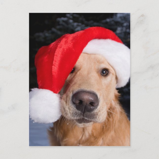 Golden Retriever in Santa Hat Holiday Postcard (Front)