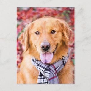 Golden Retriever In Scarf Postcard