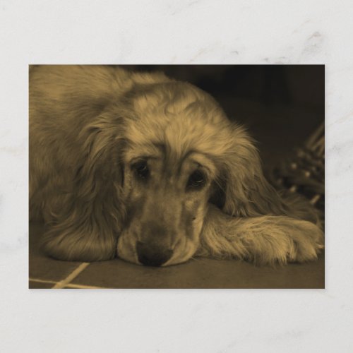 Golden Retriever in Sepia Tones Postcard