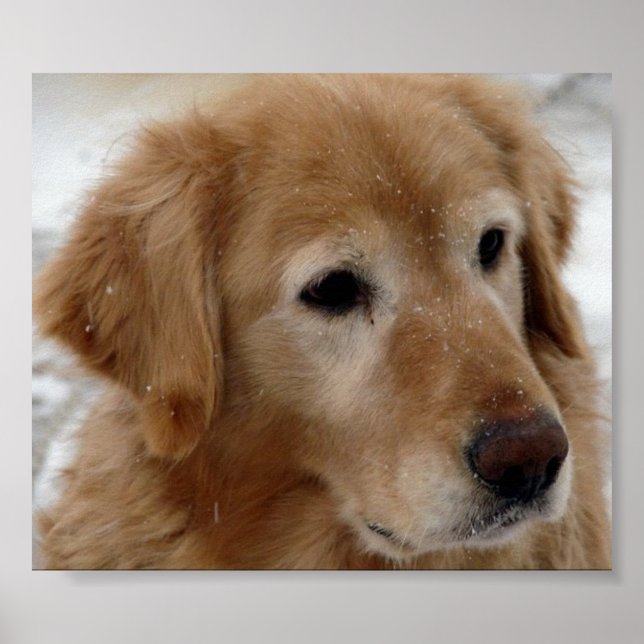 Golden Retriever in Snow Poster (Front)